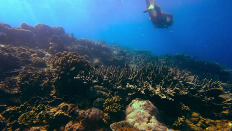 A-man-diving-in-the-crystal-clear-blue-water-around-a-coral-reef-filled-with-life-and-exotic-fish