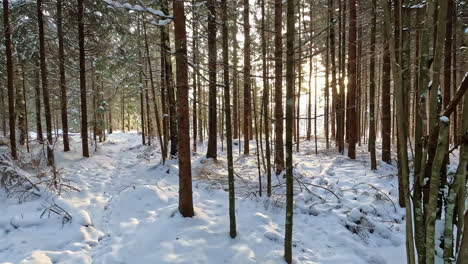 Pan-shot-of-golden-winter-sunlight-peeking-through-forest-trees-after-fresh-snowfall-during-evening-time