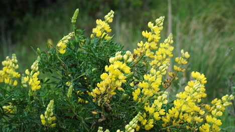 Close-up-view-of-yellow-bush-lupin-flowers-moving-with-the-wind