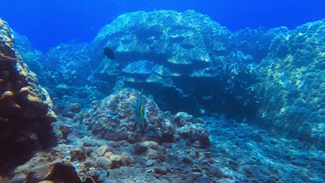 Toma-Submarina-De-Un-Pez-Azul-Exótico-En-Los-Arrecifes-De-Coral-Y-Rayos-De-Sol