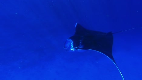 Close-encounter-between-a-young-girl-and-a-manta-ray-passing-by
