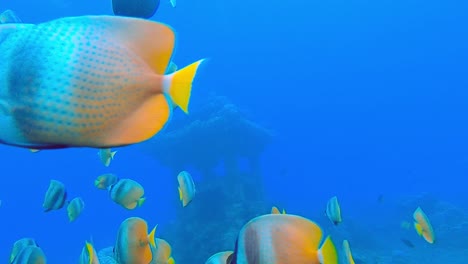Epische-4K-Unterwasseraufnahme-Eines-Falterfischschreins-Mit-Untergetauchter-Pagode-Im-Hintergrund