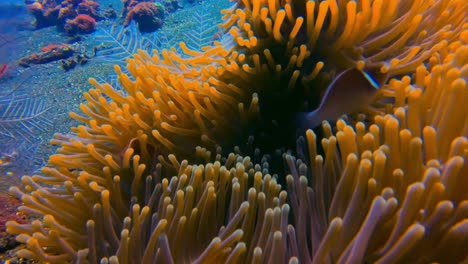 Close-up-of-couple-of-pink-skunk-clownfish-hiding-inside-orange-anemone