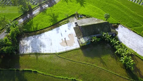 Aerial-top-down-shot-of-farmers-drying-paddy-field-during-hot-sunny-day-near-hut-surrounded-by-rice-fields