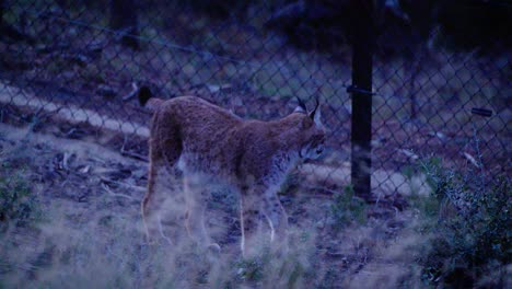 slow-motion-tracking-shot-of-a-lynx-staring-and-then-running-away-in-its-enclosure