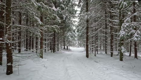 POV-shot-while-walking-on-a-narrow-path-through-coniferous-forest-with-fresh-snow-falling-on-a-cold-winter-day