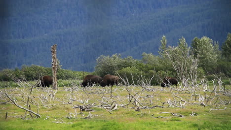 Buffalo-Eat-Grass-in-Field-in-Alaska