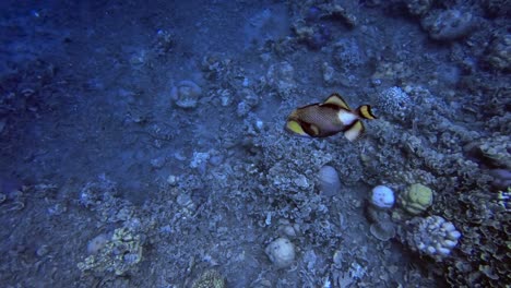 Aggressive-Titan-triggerfish-violently-approaching-a-diver's-camera