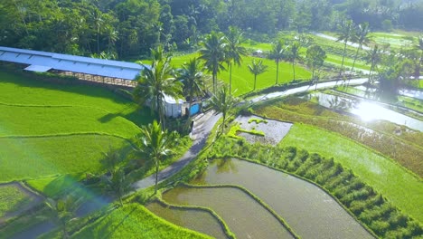 Drone-shot-of-rural-landscape-of-Indonesia-with-view-of-road-in-the-middle-of-rice-field-with-coconut-trees-on-the-side