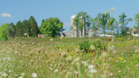 flowers-in-front-of-Silos-on-Wisconsin-farmland-blowing-in-the-wind