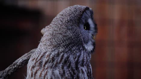 Beautiful-grey-owl-looking-curiously-around-with-fantastic-bokeh