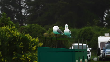 Green-seagulls-in-Warrington-domain-campground