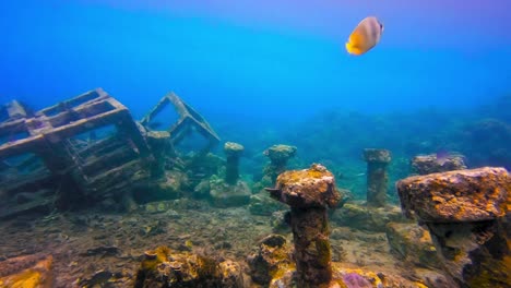 Seafloor-filled-with-old-structures-and-exotic-fish-swimming