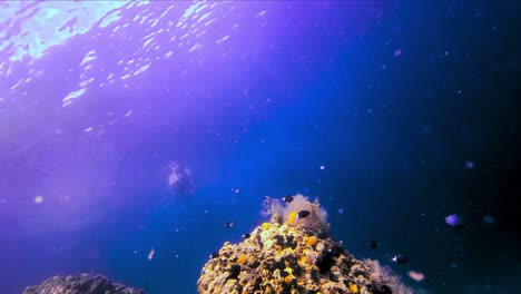 Coole-Perspektive-Eines-Mannes,-Der-Im-Blauen-Ozean-Mit-Korallenriffen-Und-Exotischen-Fischen-Unter-Ihm-Schwimmt