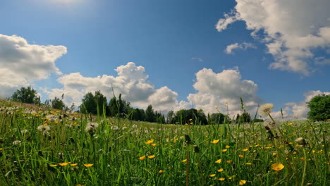 Slowly-moving-clouds-above-meadow-with-blooming-flowers,-static-view
