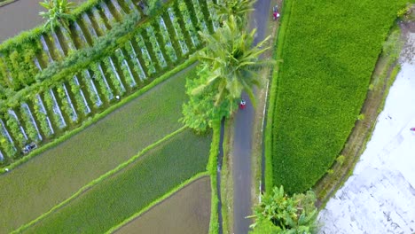 Aerial-view-following-motorcycle-driving-on-road-through-rice-fields-in-Indonesia