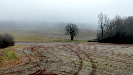 lone-tree-in-winter-farm-field-in-yadkin-county-nc,-north-carolina