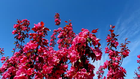Blühende-Kirschbaumzweige-Auf-Hintergrund-Des-Blauen-Himmels