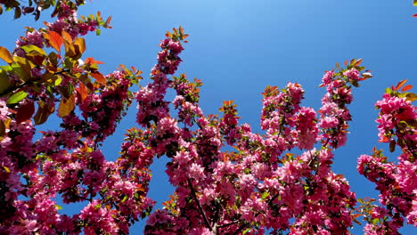 Close-up-low-angle-shot-of-blooming-pink-sakura-flowers-on-tree-branches-against-blue-sky-on-a-sunny-day