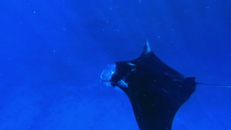 Magical-close-encounter-with-big-manta-ray-smoothly-swimming-in-open-ocean-in-the-tropics