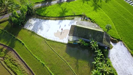 Farmer-sun-drying-rice-harvested-next-to-hut-and-rice-fields-in-Indonesia-–-aerial-view