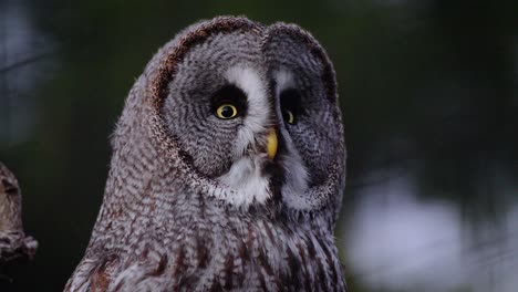 Static-shot-of-a-great-grey-owl-frantically-looking-around-taking-in-everything