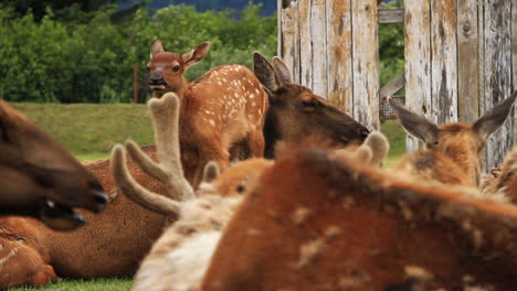 Baby-Elk-Surrounded-by-Female-Elk-Waks-Around