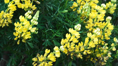 Tree-lupin-yellow-bush-moved-by-the-wind