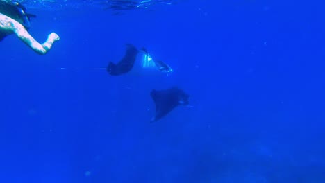 Woman-swimming-with-two-huge-manta-rays-in-the-bue-ocean