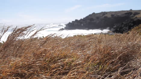 Tall-Grass-Blows-in-Wind-near-Ocean-Shore-in-Hawaii