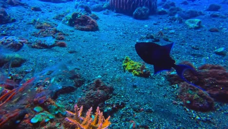 Rotzahn-Drückerfische,-Die-In-Der-Nähe-Des-Meeresbodens-Und-Der-Korallenriffe-Herumschwimmen