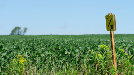 Landwirtschaftliches-Maisfeld-Auf-Wisconsin-Ackerland,-Das-Im-Wind-Weht,-Gelbes-Schild-Im-Vordergrund,-Entfernter-Baum-Im-Hintergrund
