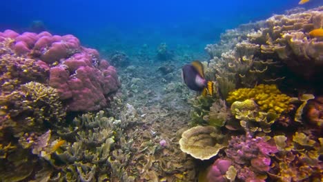 Bella-Toma-Submarina-De-Pez-Ballesta-Titán-Nadando-En-Los-Coloridos-Arrecifes-De-Coral-En-El-Fondo-Del-Océano-Azul-Poco-Profundo