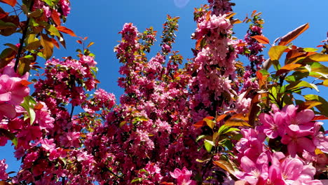 Schöne-Nahaufnahme-Von-Blühenden-Rosa-Sakura-Blumen-Auf-Ästen-An-Einem-Hellen-Sonnigen-Tag