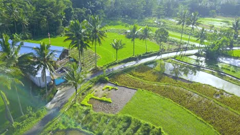 Drone-shot-of-farmers-are-walking-on-the-road-in-the-middle-of-rice-field---Rural-landscape-of-Indonesia