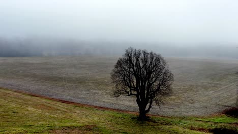 Einsamer-Baum-Im-Nebel-Auf-Einem-Farmfeld-In-Yadkin-County-Nc,-North-Carolkina,-Erie-Shot,-Düster,-Frieden-Und-Einsamkeit,-Gespenstisch