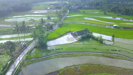 Eine-Drohnenaufnahme-Eines-Bauern-Arbeitet-An-Der-Hütte-Inmitten-Eines-Reisfeldes,-Um-Reis-Nach-Der-Ernte-Zu-Trocknen---Traditionelle-Bauerntätigkeit-In-Indonesien