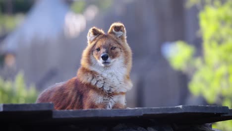 Beautiful-shot-of-a-wild-Dhole-sitting-in-the-golden-hour-sunlight