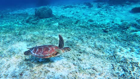 Grüne-Meeresschildkröte,-Die-über-Eine-Fläche-Aus-Weißem-Sand-Gleitet