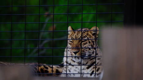 Static-slow-motion-shot-of-a-tired-leopard-behind-a-fence-closing-its-eyes