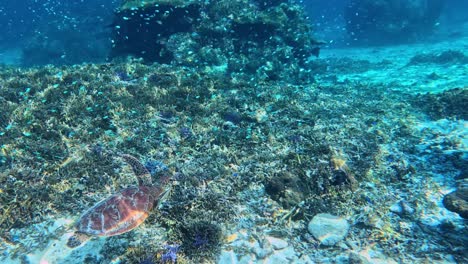 Eine-Meeresschildkröte,-Die-Unter-Dem-Kristallblauen-Meer-Schwimmt,-Mit-Einer-Schule-Tropischer-Fische---Unter-Wasser,-Seitenansicht