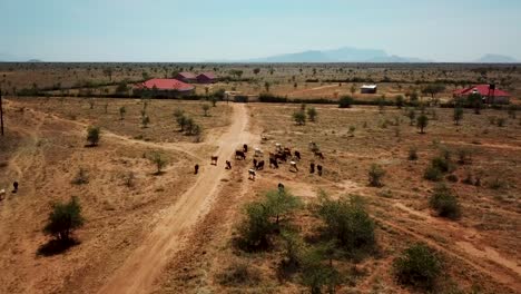 Aerial-drone-view-of-a-rural-area-with-wild-animals-in-Uganda-during-a-sunny-day