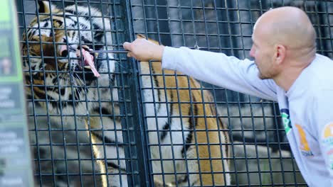 Slowmotion-shot-of-a-safari-worker-feeding-a-hungry-tiger-raw-meat-through-the-fence