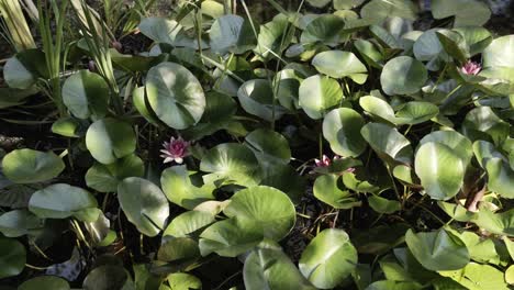 Blühende-Knospen-Der-Lotusblüte-Auf-Der-Wasseroberfläche,-Bewegungsansicht