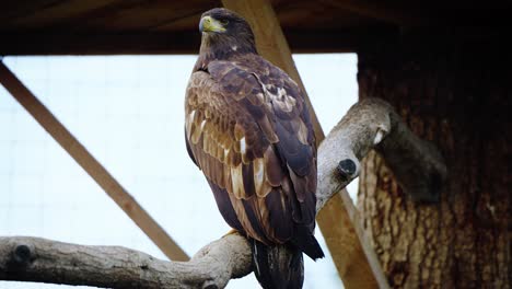 Static-shot-of-a-golden-eagle-looking-around-whilst-perched-on-a-branch