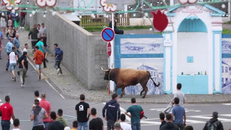 Stier-Im-Seil,-Der-Einer-Menge-Von-Dorfbewohnern-Auf-Der-Straße-Während-Eines-Stierkampfes-Auf-Den-Azoren,-Insel-Terceira,-Portugal-Nachläuft