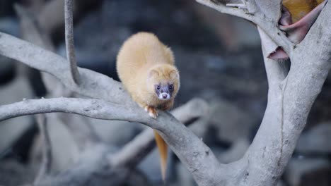Tracking-shot-of-a-weasel-moving-from-one-branch-to-another