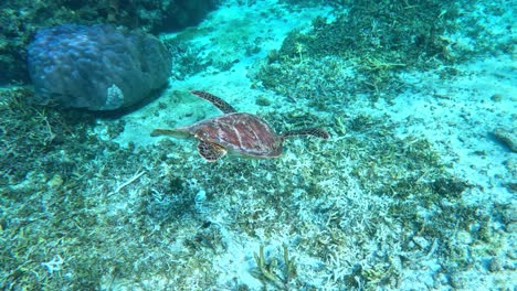 A-Sea-Turtle-Diving-Down-Into-After-Surfacing-For-A-Breah---underwater-shot