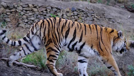 Riesiger-Eurasischer-Tiger,-Der-Den-Hügel-Hinuntergeht