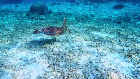 Tortuga-Marina-Verde-Nadando-Bajo-El-Mar-Azul-Tropical